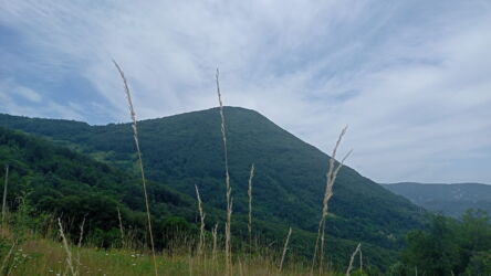Malič