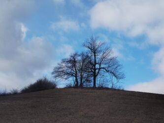 februarska frizura drveća na osami...